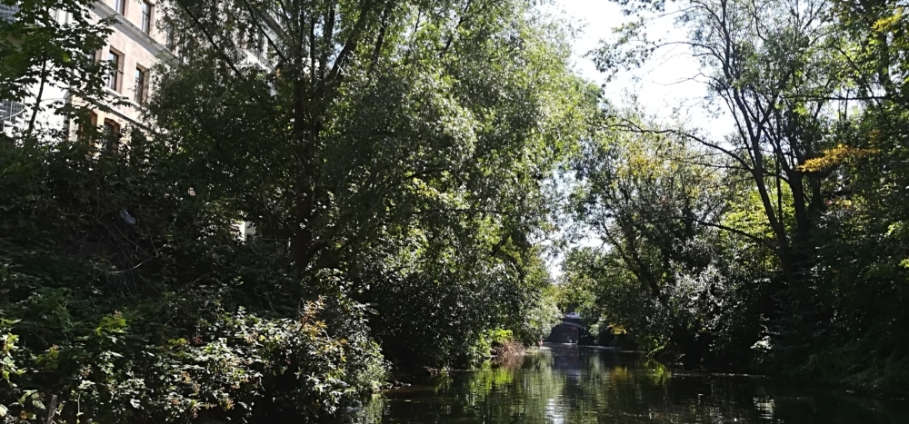 Ein Hauch von Amazonas: per Boot durch Leipzig! Fluß und Bäume am Ufer