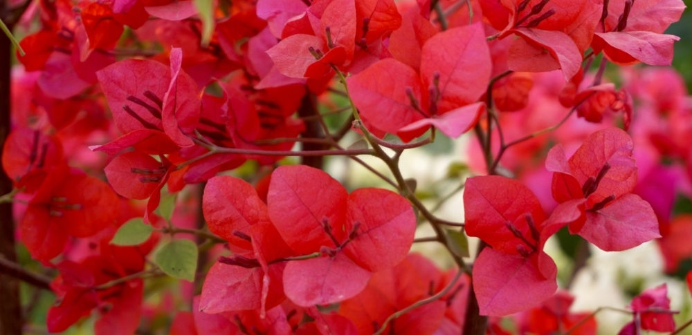 Essblüten: „Die Dosis macht das Gift“ Blüten