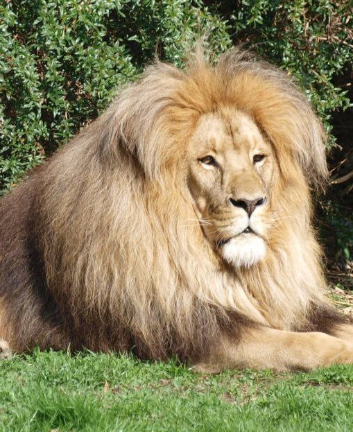 Corona-Zwangspause: Mit diesen digitalen Angeboten lockt beliebter Zoo die Kleinsten!