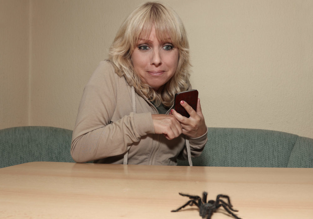 Kurios: Frau lässt Spinne im Haus von Lieferdienst beseitigen Spinne