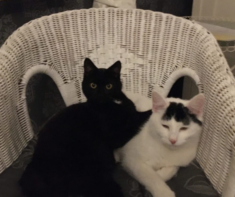 Zwei Katzen aus dem Tierheim holen – Ein Erfahrungsbericht