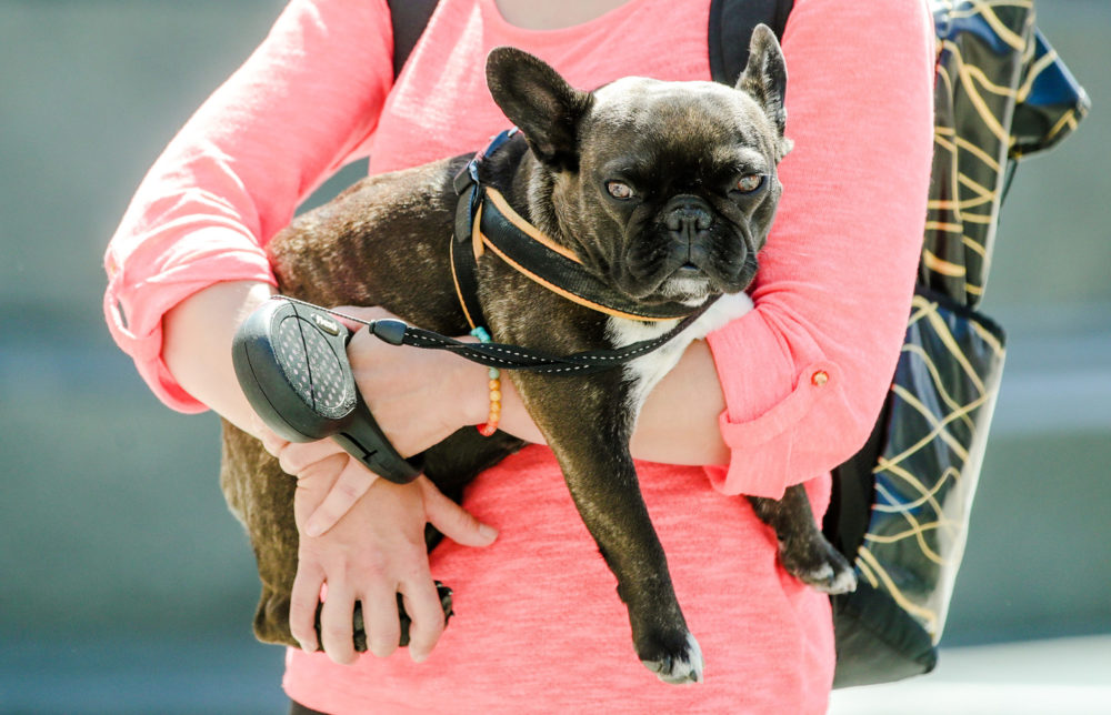 Endstation ebay-kleinanzeigen: Das Schicksal der Corona-Tiere