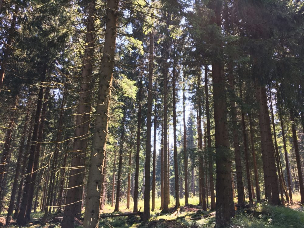 Tolle bundesweite Familienaktionen zum „Tag des Waldes“ am 21. März