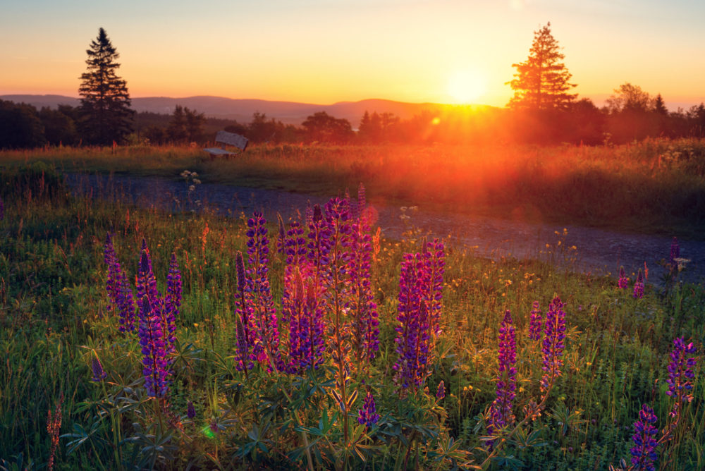 Qualitätsprodukte mit Herzblut: In diesen Manufakturen kaufen Naturliebhaber