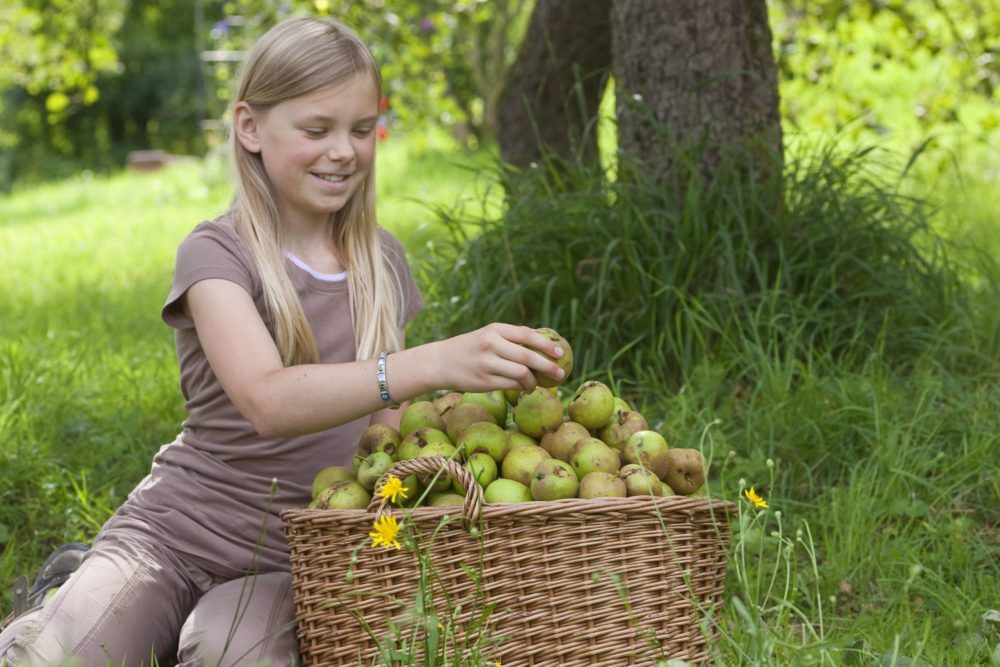 Unterricht auf der Streuobstwiese: Grundschüler lernen in der Natur