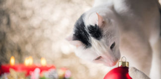 Abseits der Weihnachtsmarkt-Massen: 3 Ideen für Adventsausflüge!