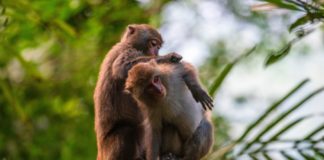 Er hat eine andere! Welche Rolle spielen Biologie & Monogamie?