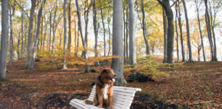 Landleben: Zwei Generationen & ein Gassi-Tandem – Kolumne aus der Chefredaktion