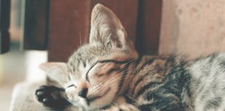 Probleme beim Einschlafen: Die Tipps der Twitter-Community