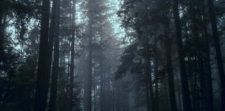 Lesegenuss: 3 Wald-Thriller, die es in sich haben