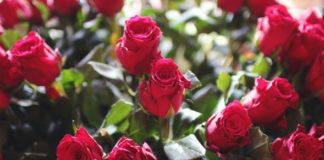 „Kauf Dir Blumen & nimm ein Bad“ – Single-Tipps zum Valentinstag