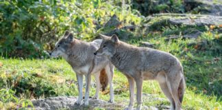 Schock-Erlebnis im Wald in Niedersachsen: Wölfe belauern Frau