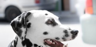 Hund beißt Kind halbes Ohr ab – das blüht jetzt der Halterin