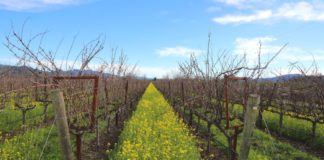 „Wein ist gut für die Gesundheit“: Was ist dran?