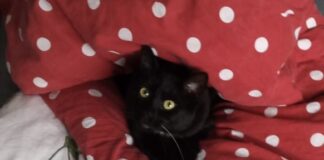 Samtpfötchen als Platzanweiser – Kolumne aus der Chefredaktion Katze in roter Bettwäsche