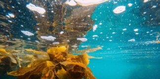 Hochwertige Algenkosmetik: Hautpflege mit der Kraft der Natur Algen