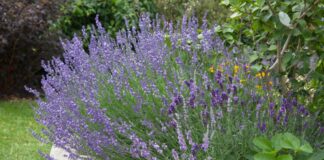 Im Spätsommer: Kräuterbeet anlegen & ein würziges Paradies genießen Ein Kräuterbeet anlegen