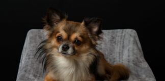 Herzlos! Hund wird todkrank – Tierversicherung kündigt Police kleiner Hund