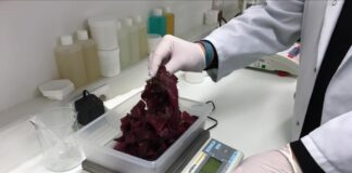 High-Ende-Pflege von der Insel Sylt: NORDSEEWASSER punktet mit Rotalge Rotalge