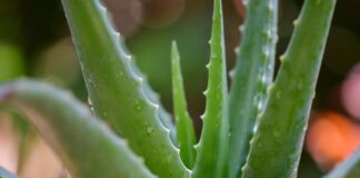 Hautpflege: Die Vorteile von Aloe Vera Aloe Vera