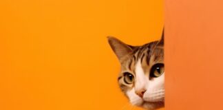 Wohnen mit Stil trotz Katzenhaltung – So klappt’s Katze