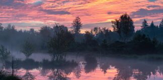 Mystisch-schöner Herbstzauber: Die Entrücktheit der Moore genießen Moor