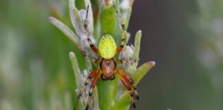 Der spinnt nicht! Beruhigende Infos vom Spinnen-Experten Spinnen