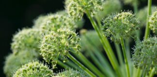 Altes Wissen für die Gesundheit nutzen – Allergien mit der Kraft aus Heilpflanzen bekämpfen! Heilpflanze