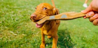 Tierische Geschäftsidee: Lakefields Manufaktur entstand durch Bauchweh einer Hündin Hund