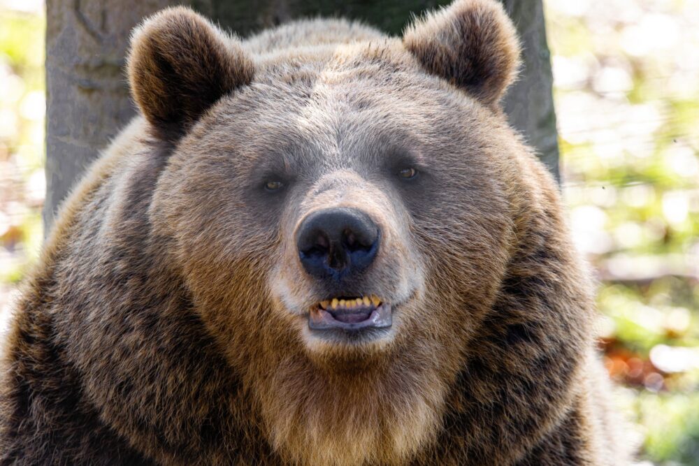 Bär, Wolf, Kuh: Aggressive Attacken auf Mädchen & Frauen Bär