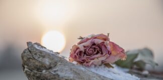 Gruselig oder unterstützend? Heftige Reaktionen auf KI bei Trauer Blume auf Stein