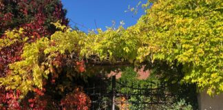 „Ich will endlich Herbst!“ – Emotionale Diskussion über das Ende der Hitze Herbstlaub