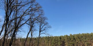 Im Herbst in die Pilze gehen: Tipps von der Pilzberaterin Wald