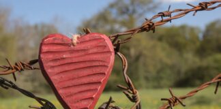 Liebeskummer und Hormone: Warum Trennungsschmerz sich wie ein Entzug anfühlt Herz vor Stacheldraht