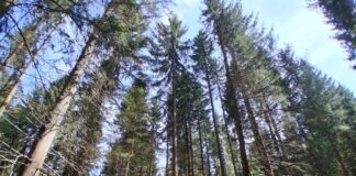 Mobbing: Die Einheitsfront der Kittelschürzenfraktion – Gastbeitrag von Silke Bäume