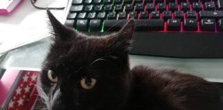 Homeoffice nach Absprache ist kein Homeoffice – Maschmeyer spricht Klartext Kater an Tastatur
