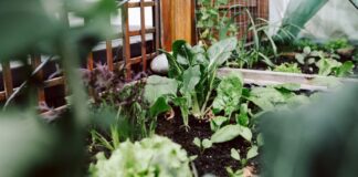 Natur auf kleinem Raum – Den Mini-Garten als Familie genießen Mini-Garten