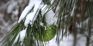 Verzauberte Waldweihnacht: 5 magische Märkte in Deutschland Weihnachtskugel an Tanne