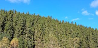 Naturcoaching: Mit Expertinnen zu Klarheit & innerer Balance Naturcoaching mit Expertinnen