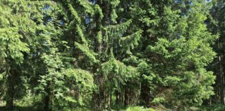 Zurück zur Urkraft: 5 Expertinnen & ihr inspirierendes Naturcoaching Pause muss auch beim Naturcoaching sein