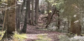 Neue Energie: So gelangen Mütter mit Naturmomenten zurück zur Urkraft Wald