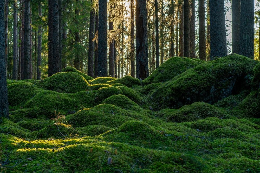 Moos im Wald