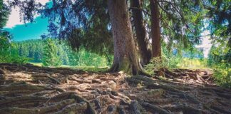 Neue Wege unter freiem Himmel: Die Gründerinnen des Naturcoaching-Netzwerkes im Gespräch Netzwerk Naturcoaching im Interview