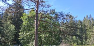 Stressbewältigung für Frauen: Neue Perspektiven in der Natur – Gastbeitrag von Michaela Dietrich Stressbewältigung in der Natur