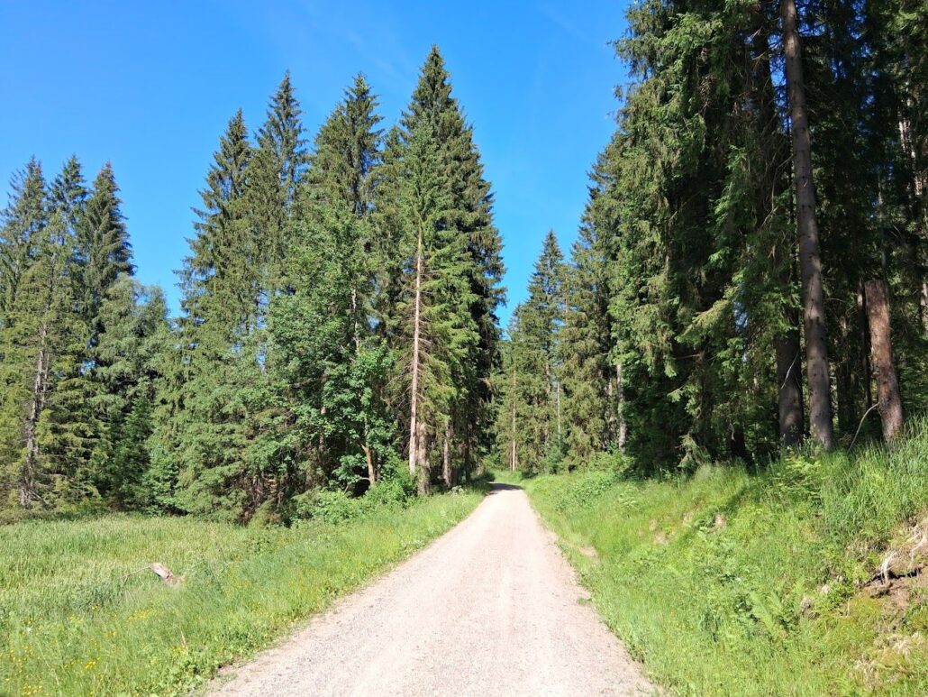 Wald Vogtland